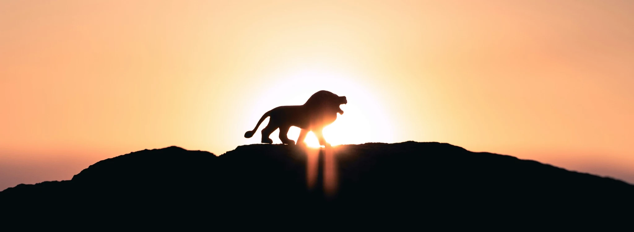 A roaring lion on a hill backlit by the sun